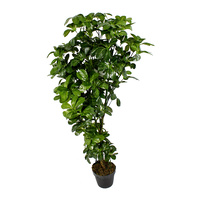 Desert Rose Plant 120cm