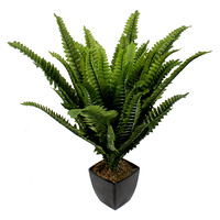 Boston Fern Plant 43cm 