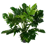 Angel Plant 80cm