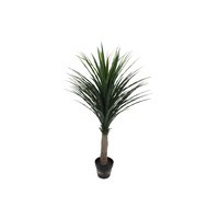 Nolina Recurvata Palm Tree 120cm
