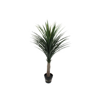  Nolina Recurvata Palm Tree 120cm