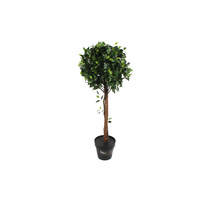 Ficus Fig Tree 105cm