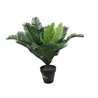 Cycad Plant 40cm