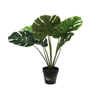  Monstera Plant 60cm