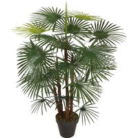 Fortunei Palm Plant 90Cm