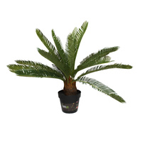Cycad Plant 70cm 