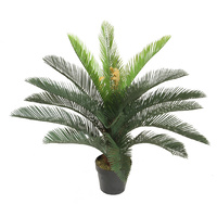 Cycad Plant 75cm