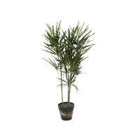 Dizygotheca Rlegantissima Plant 90cm