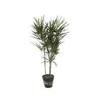  Dizygotheca Rlegantissima Plant 90cm 
