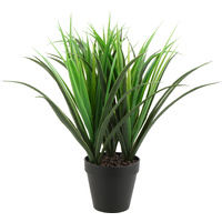 Dracanea Dragon Tree 50cm