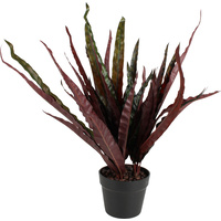 Calathea Insignis Peacock Plant 50Cm
