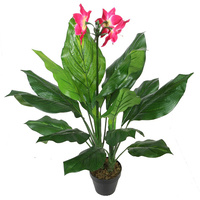 Orchid Plant 90Cm