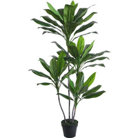 Dracaena Dragon Plant 135Cm