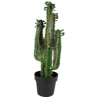 Cactus Plant 80Cm
