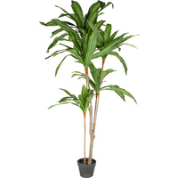 Dracaena Leaves Plant 165Cm