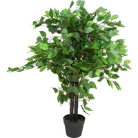 Ficus Plant 90Cm