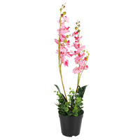 Orchid Plant 60Cm