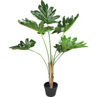 Philodendron Plant 80Cm