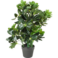 Schefflera Arboricola Plant 60Cm