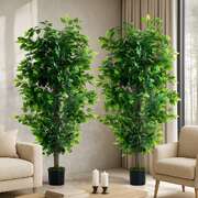2x Ficus Tree 150cm Potted  Plants