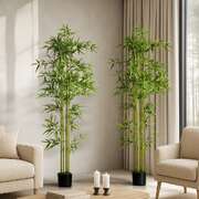 2x Bamboo Tree 150cm Potted  Plants
