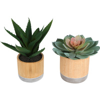 Sensi Succulents Hex Pot 17-22cm