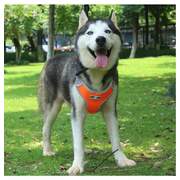 Adjustable Dog Harness Vest Orange L