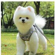 Puppy Chest Strap M PINK