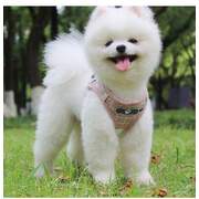 Puppy Chest Strap S PINK