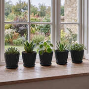 8 Inch Plastic Plant Pots Set 5 Black Saucers | EXTG