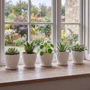 8 Inch Plant Pots Set 5 Drainage Saucers White | EXTG