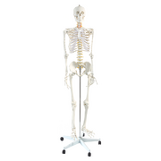 Human Skeleton Anatomical Model 180Cm
