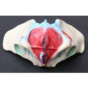 Female Pelvis Anatomical Model