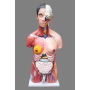Human 80cm Unisex Torso Anatomical Model Skeleton Life Size
