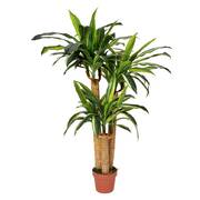 Artificial Dracaena Fragrans (Corn Plant) 130cm Multiple Stems