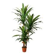 Artificial Dracaena 230cm
