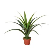 Artificial Dracaena Plants 80cm