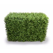 Portable Buxus Hedges Uv Stabilised 100Cm Long X 55Cm High
