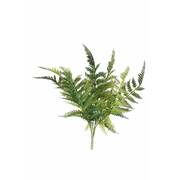 Dryopteris Fern Stem 30cm