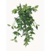 Mixed White And Green Hanging Philodendron Bush 80Cm