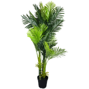 Multi Trunk Hawaii Palm 180Cm