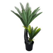 Multi Trunk Sago Cycad 130cm