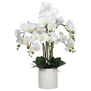 Large Multi-Stem White Potted Orchid 65Cm