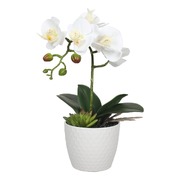 Potted Single Stem White Phalaenopsis Orchid With Decorative Pot 35Cm