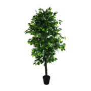 Mixed Green Bushy Ficus 180cm