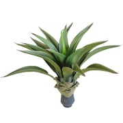 Uv Agave 50Cm No Pot