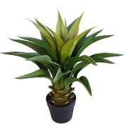 Agave 60Cm Plant