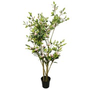 Flowering Pink Magnolia Tree With Pot 250Cm