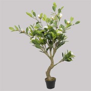 White Flowering Magnolia Tree With Pot 130Cm