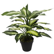 Leopard (Dieffenbachia) With Pot 40Cm